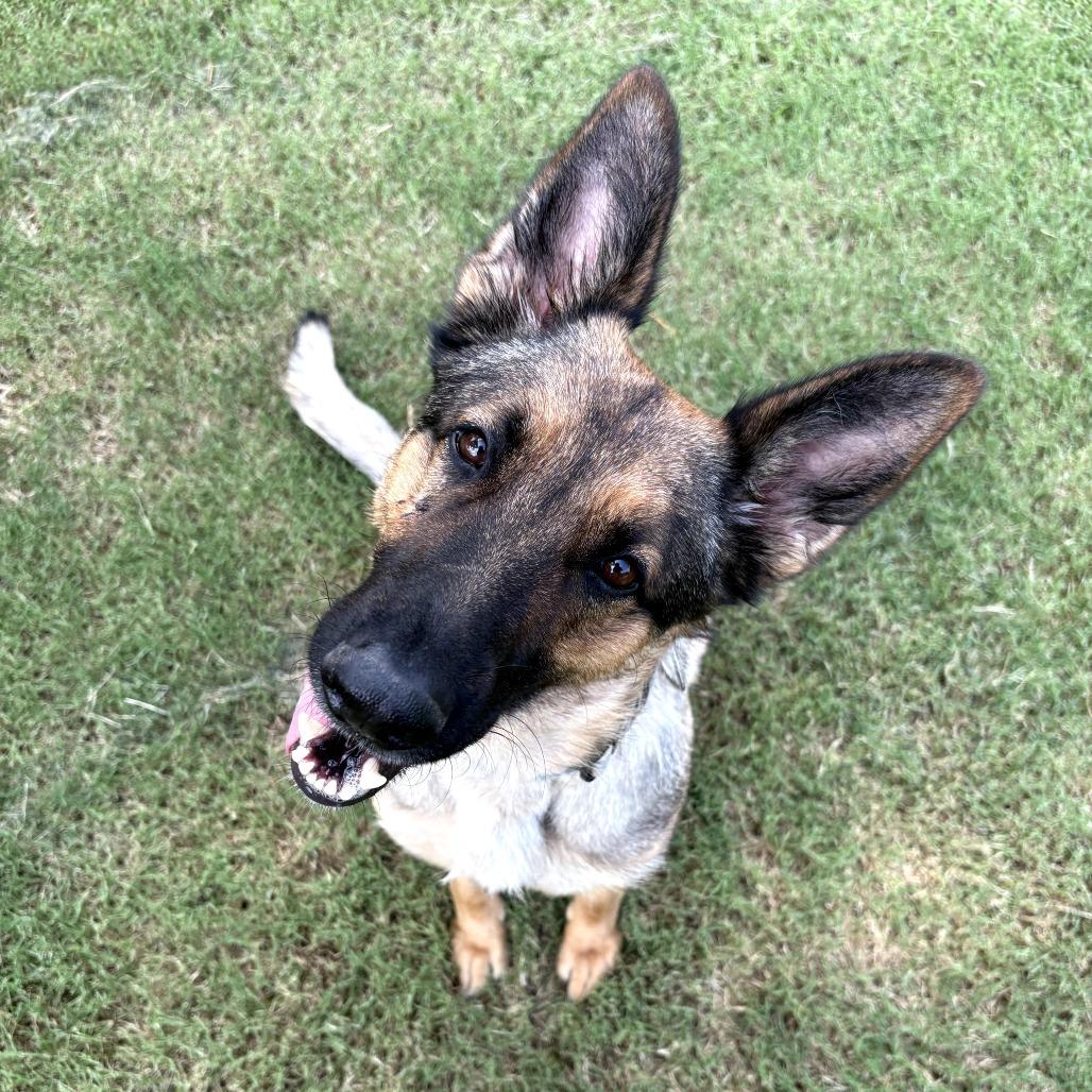 Enlarge Bella (PKA Butter), a Adoptable German Shepherd Dog in Tulsa, OK image 6/6