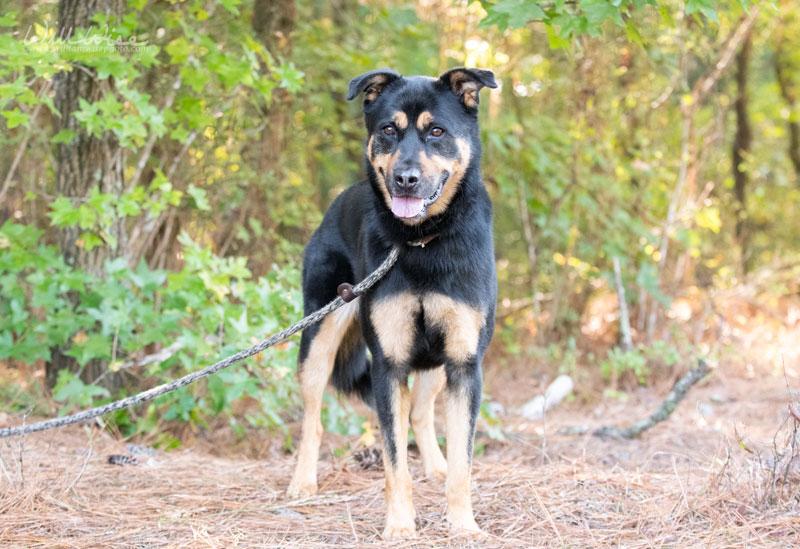 Enlarge Bingo, a Adoptable mixed breed in Monroe, GA image 3/4