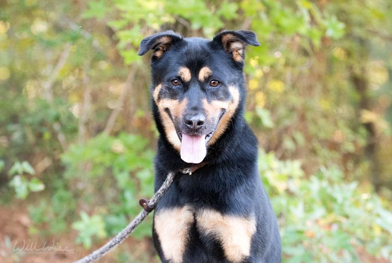 Enlarge Bingo, a Adoptable mixed breed in Monroe, GA image 4/4