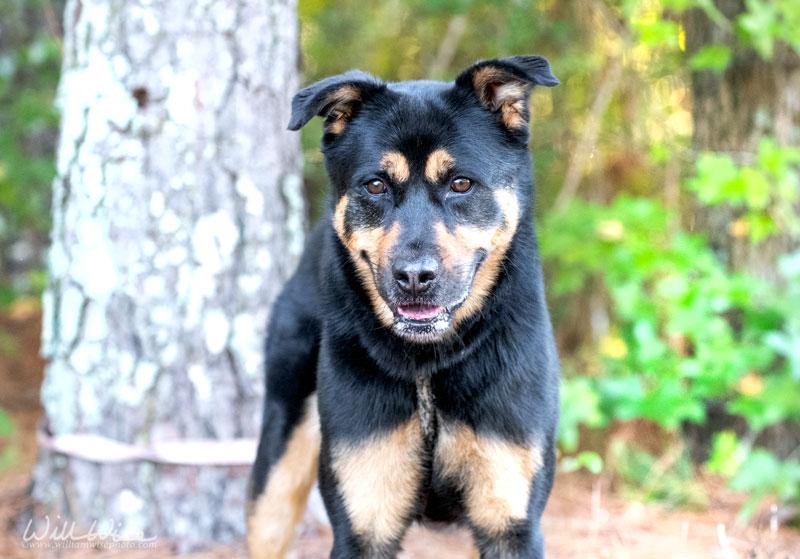 Enlarge Bingo, a Adoptable mixed breed in Monroe, GA image 1/4
