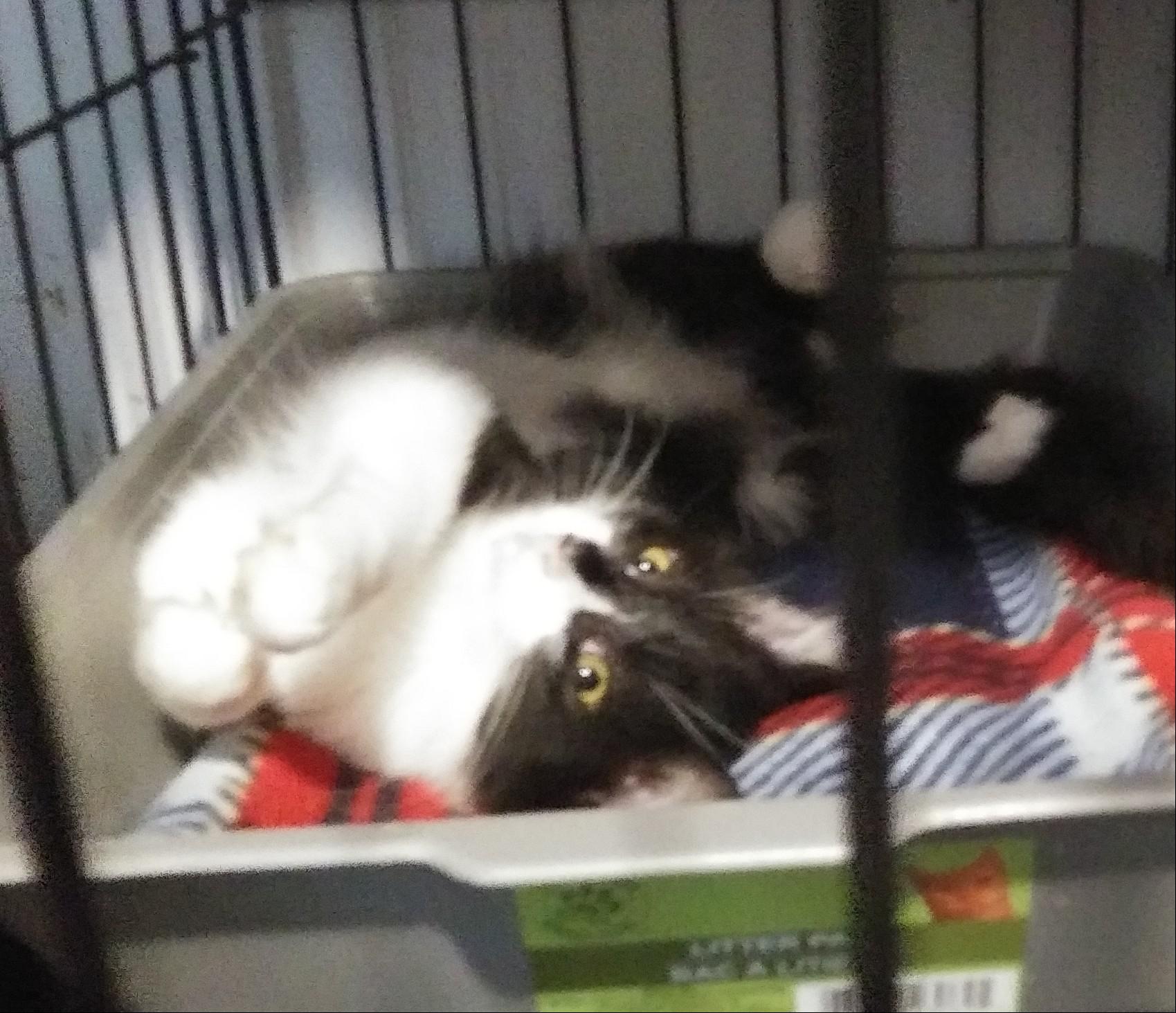 Enlarge Jalapeno, a Adoptable Domestic Long Hair in Port Wentworth, GA image 2/5
