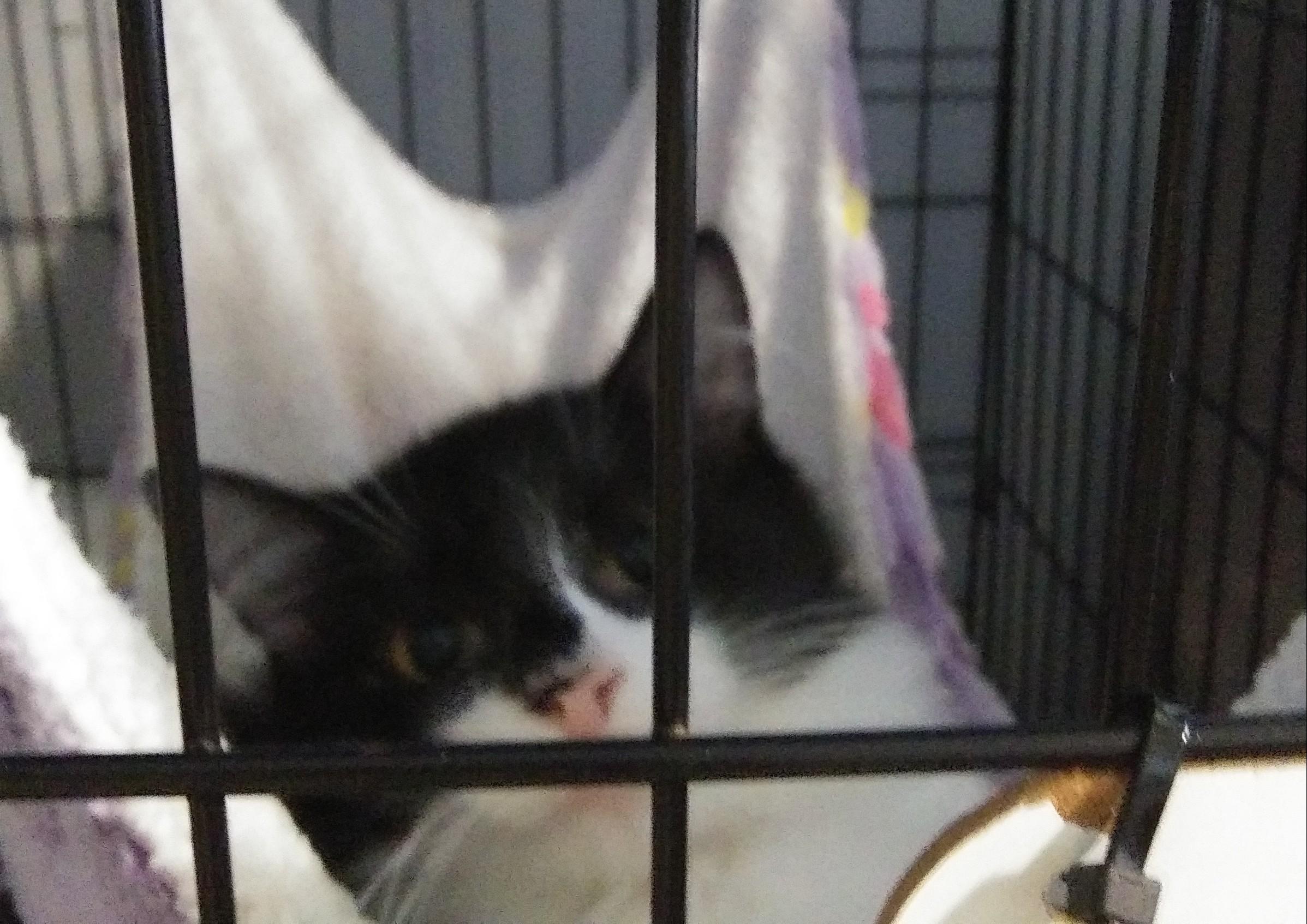 Enlarge Jalapeno, a Adoptable Domestic Long Hair in Port Wentworth, GA image 5/5