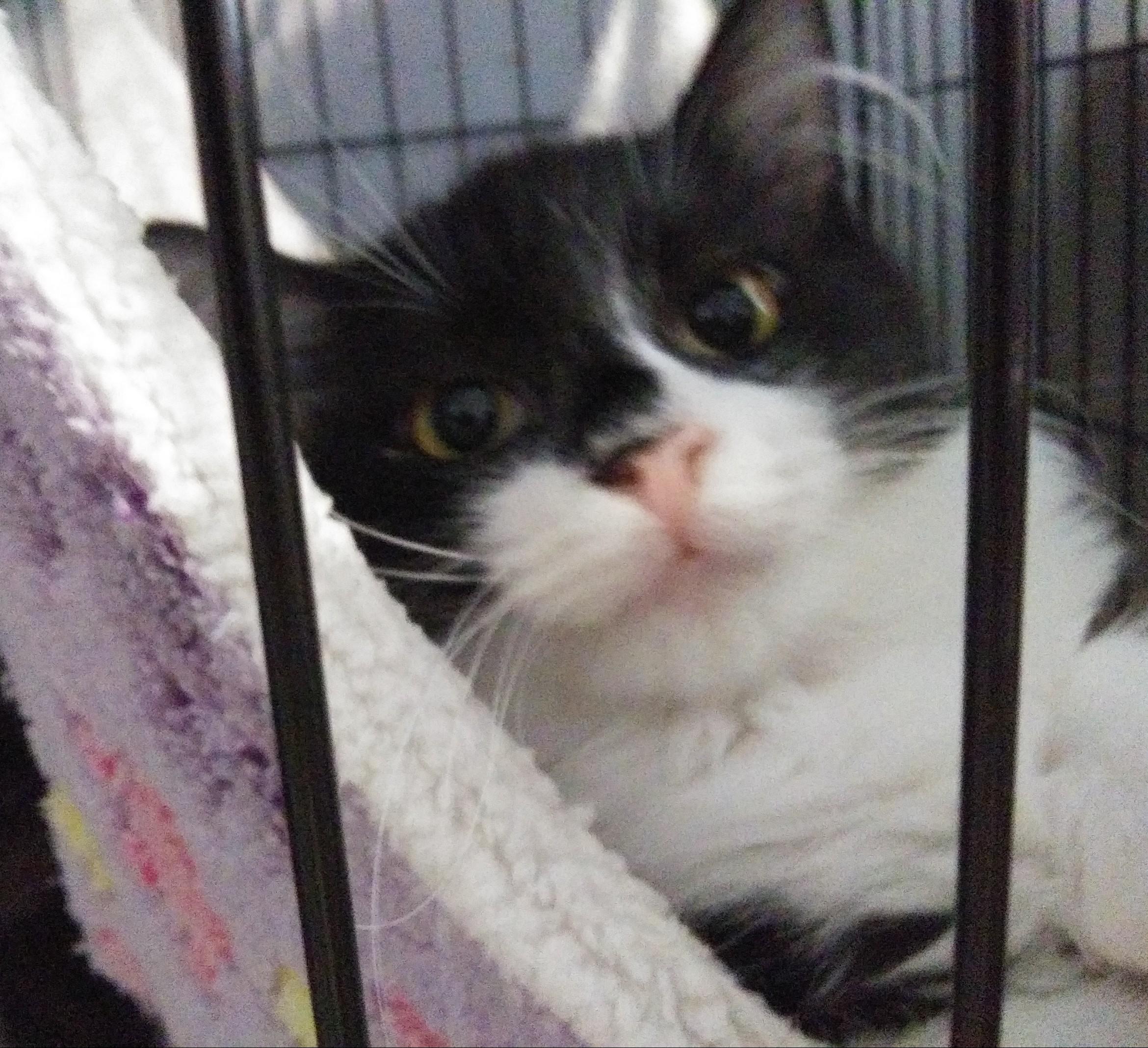 Jalapeno, Adoptable, Kitten Male Domestic Long Hair.