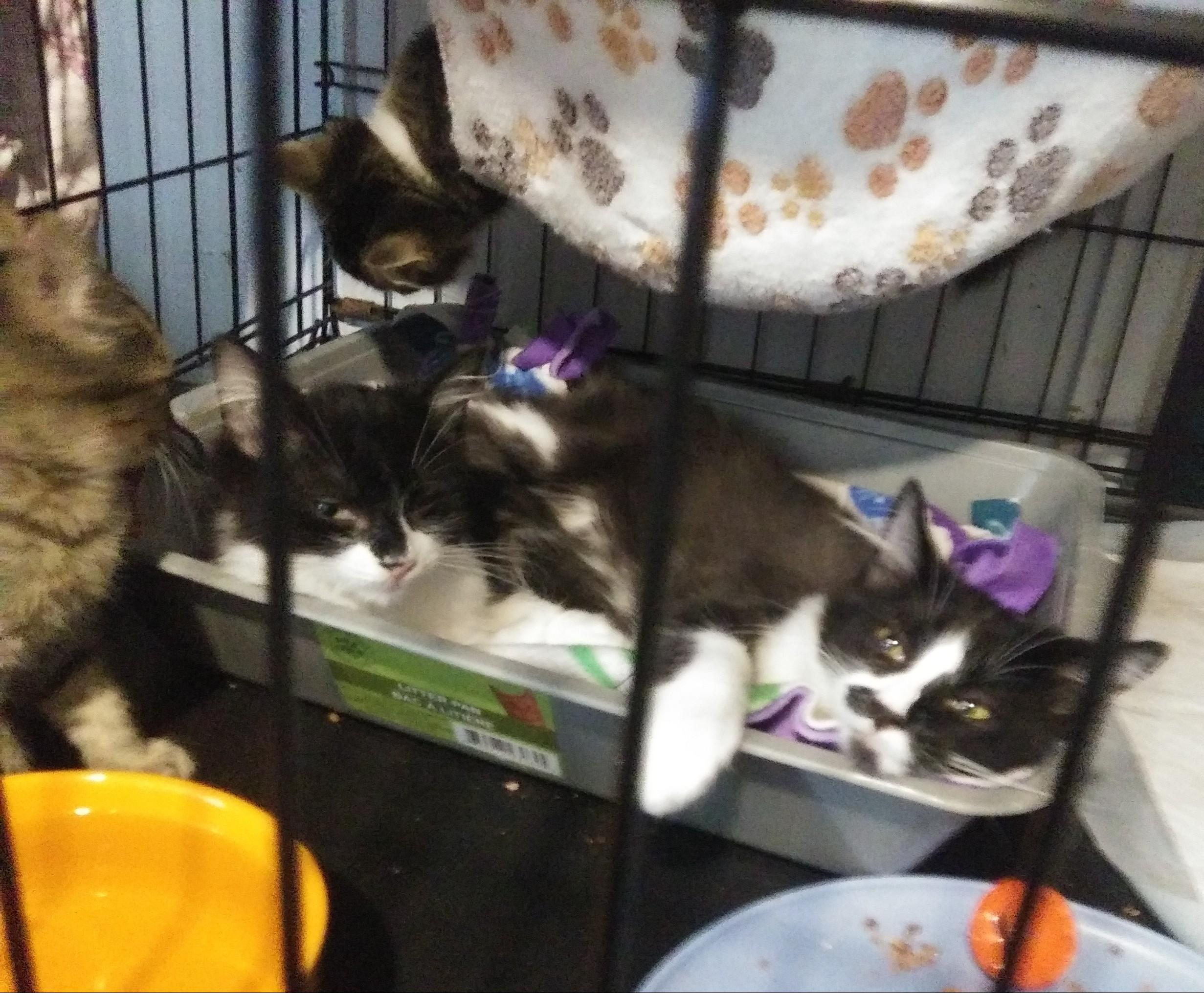 Enlarge Jalapeno, a Adoptable Domestic Long Hair in Port Wentworth, GA image 4/5