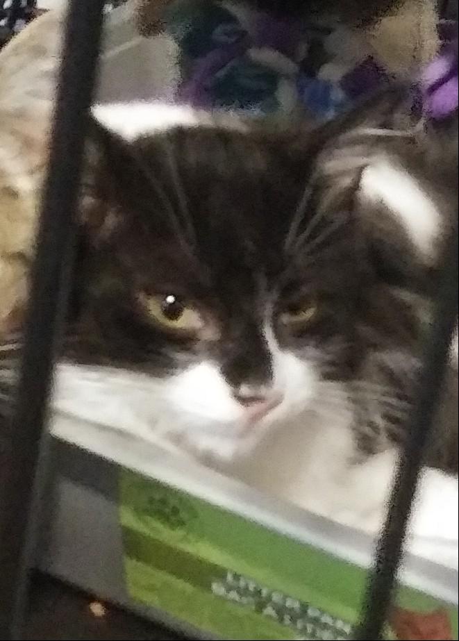Enlarge Jalapeno, a Adoptable Domestic Long Hair in Port Wentworth, GA image 3/5