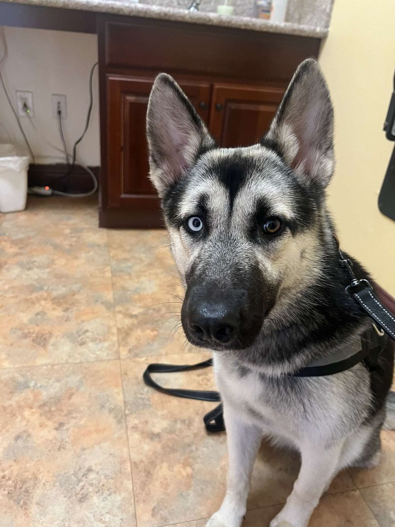 Shasta , Adopted, Young Female Siberian Husky & German Shepherd Dog.