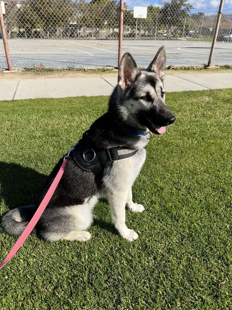 Shasta , a Adopted mixed breed in Santa Clara, CA image 2/5