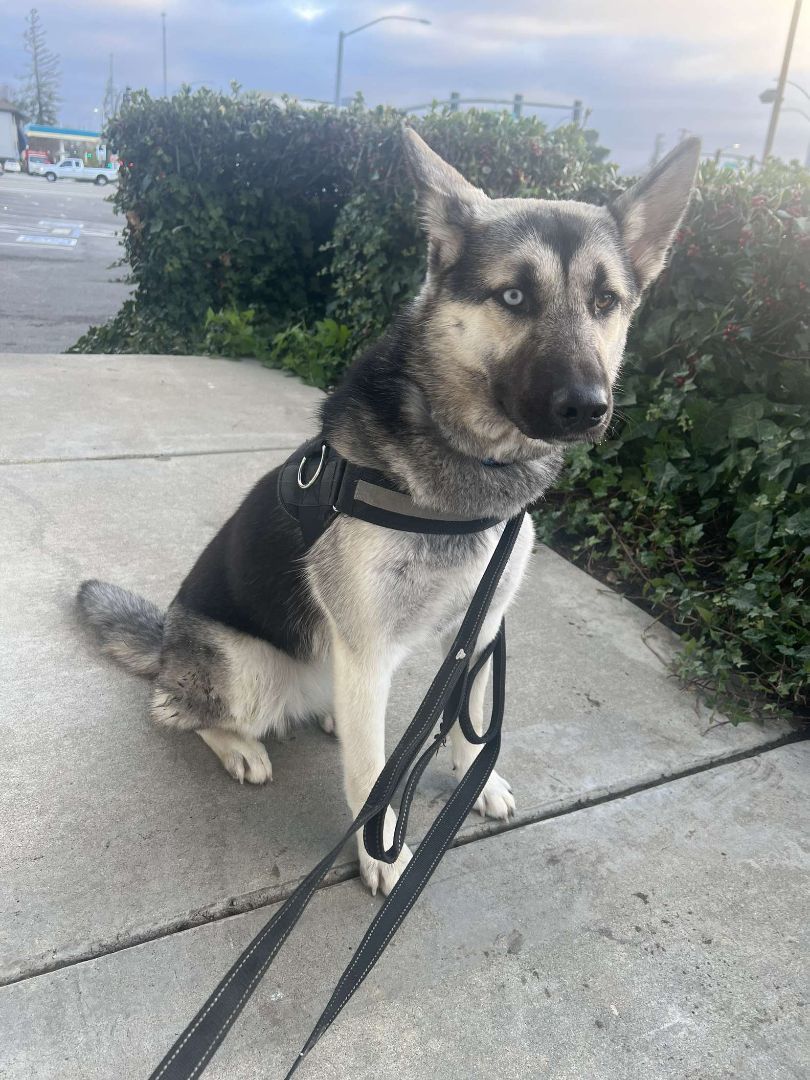 Shasta , a Adopted mixed breed in Santa Clara, CA image 4/5