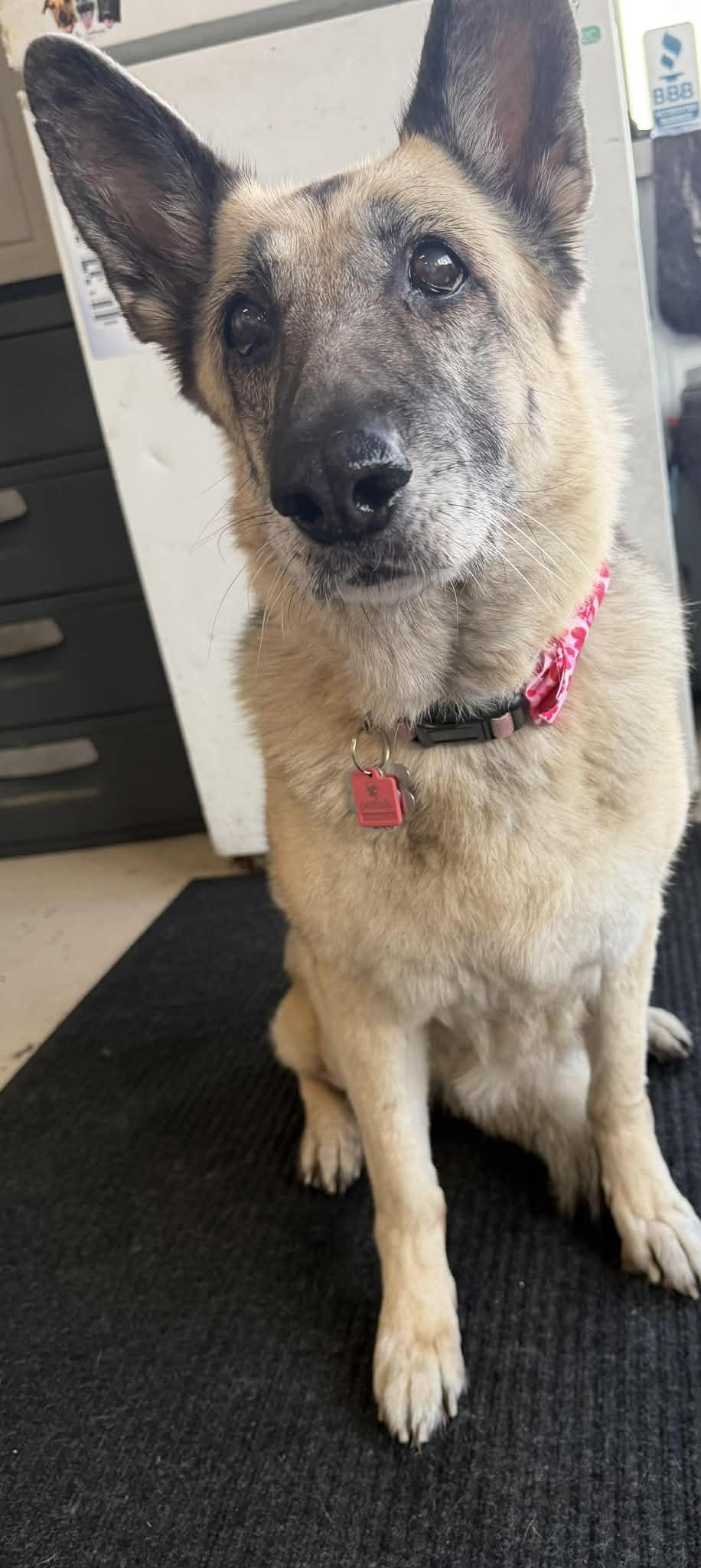 Enlarge Kola, an adopted German Shepherd Dog in Racine, WI image 3/4