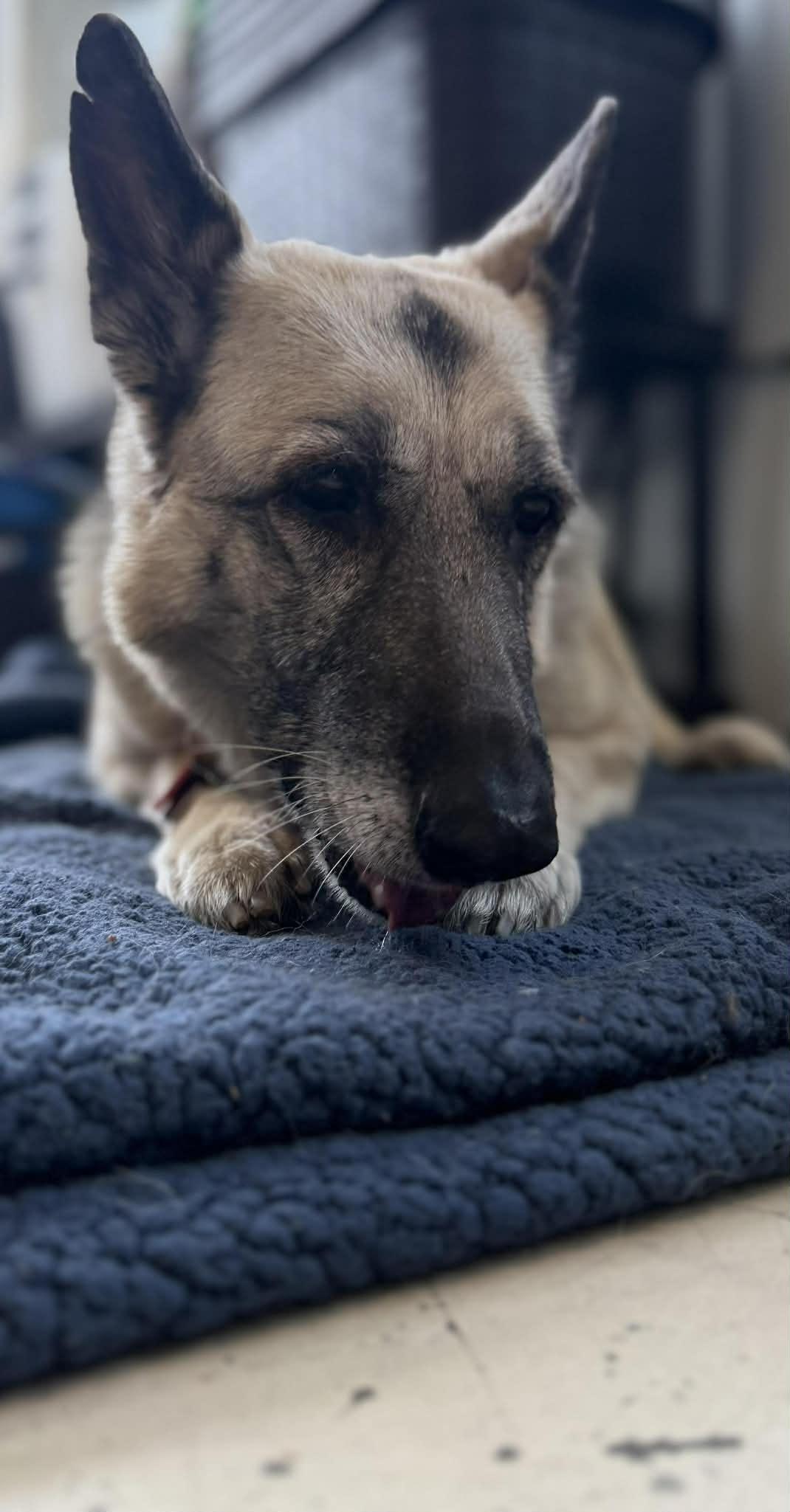 Enlarge Kola, an adopted German Shepherd Dog in Racine, WI image 2/4