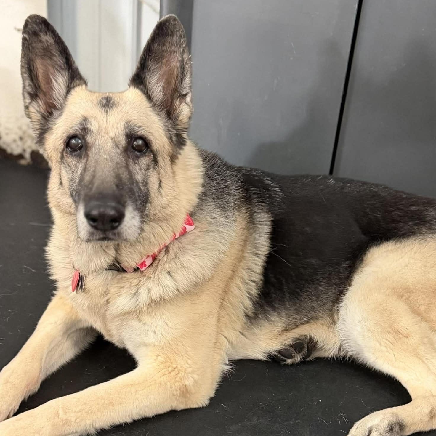 Kola, adopted, Senior Female German Shepherd Dog.