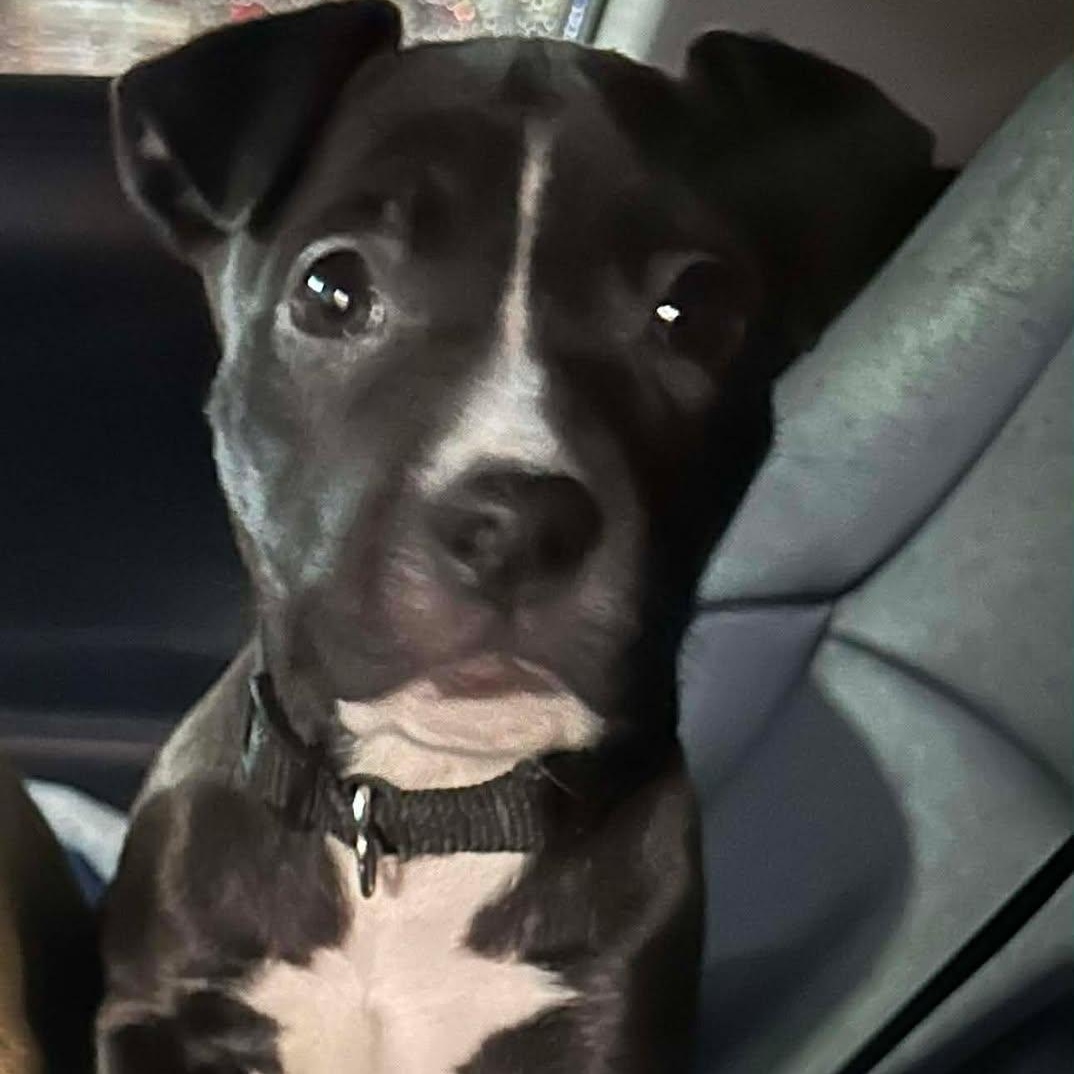 Enlarge Thelma, an adopted mixed breed in Pleasant Ridge, MI image 1/1