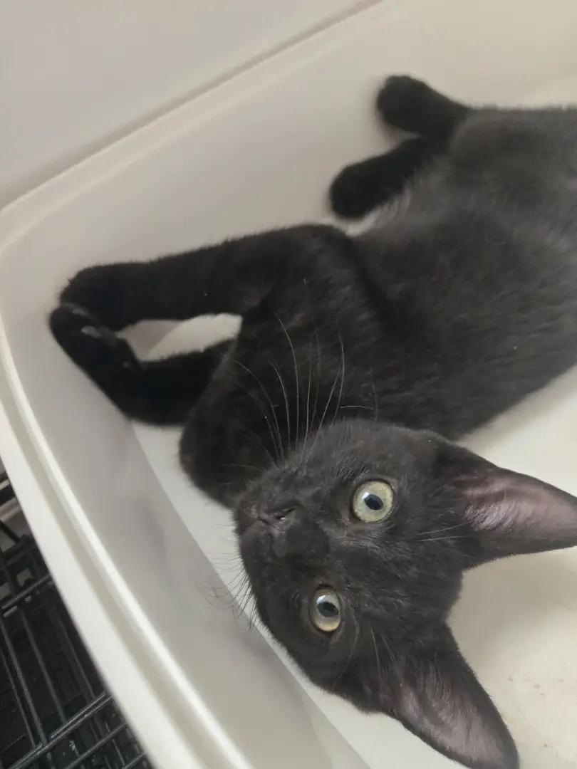 Joy, Adoptable, Young Female Domestic Short Hair.
