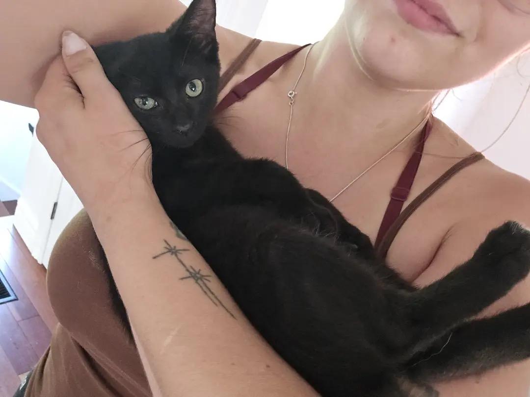 Enlarge Joy, a Adoptable Domestic Short Hair in Ashton, ON image 2/3