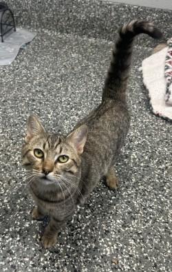 Enlarge Igor, a ADOPTABLE mixed breed in Siloam Springs, AR image 4/6