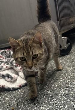 Enlarge Igor, a ADOPTABLE mixed breed in Siloam Springs, AR image 2/6