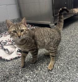 Enlarge Igor, a ADOPTABLE mixed breed in Siloam Springs, AR image 5/6