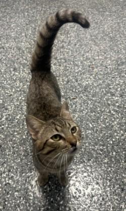 Enlarge Igor, a ADOPTABLE mixed breed in Siloam Springs, AR image 6/6