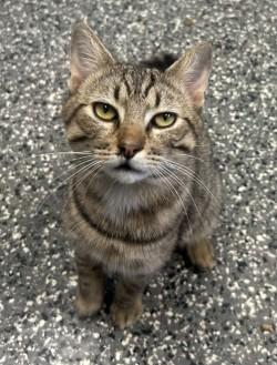 Enlarge Igor, a ADOPTABLE mixed breed in Siloam Springs, AR image 1/6