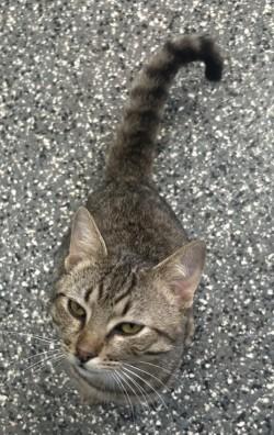 Enlarge Igor, a ADOPTABLE mixed breed in Siloam Springs, AR image 3/6