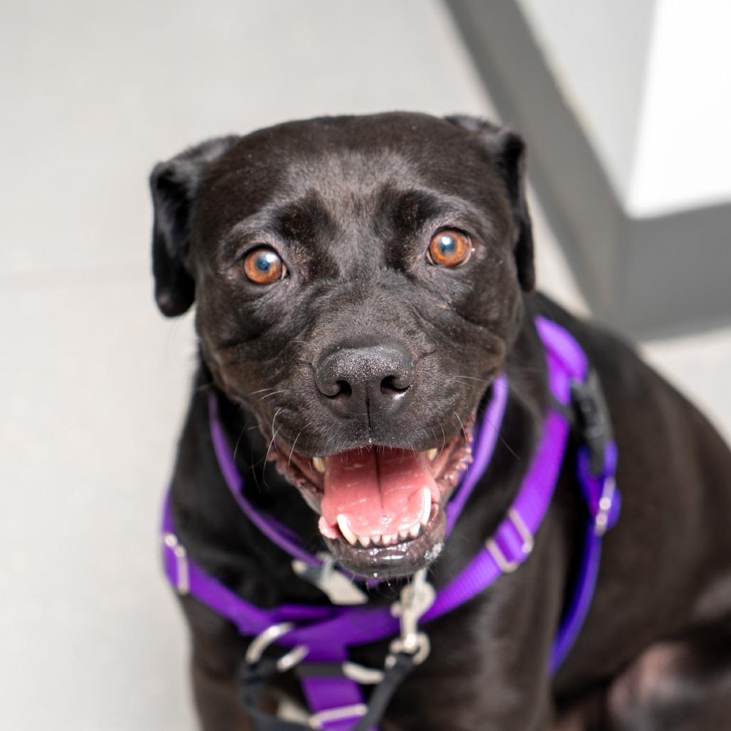 Sailor Mercury, Adoptable, Adult Female Labrador Retriever & Shar-Pei.