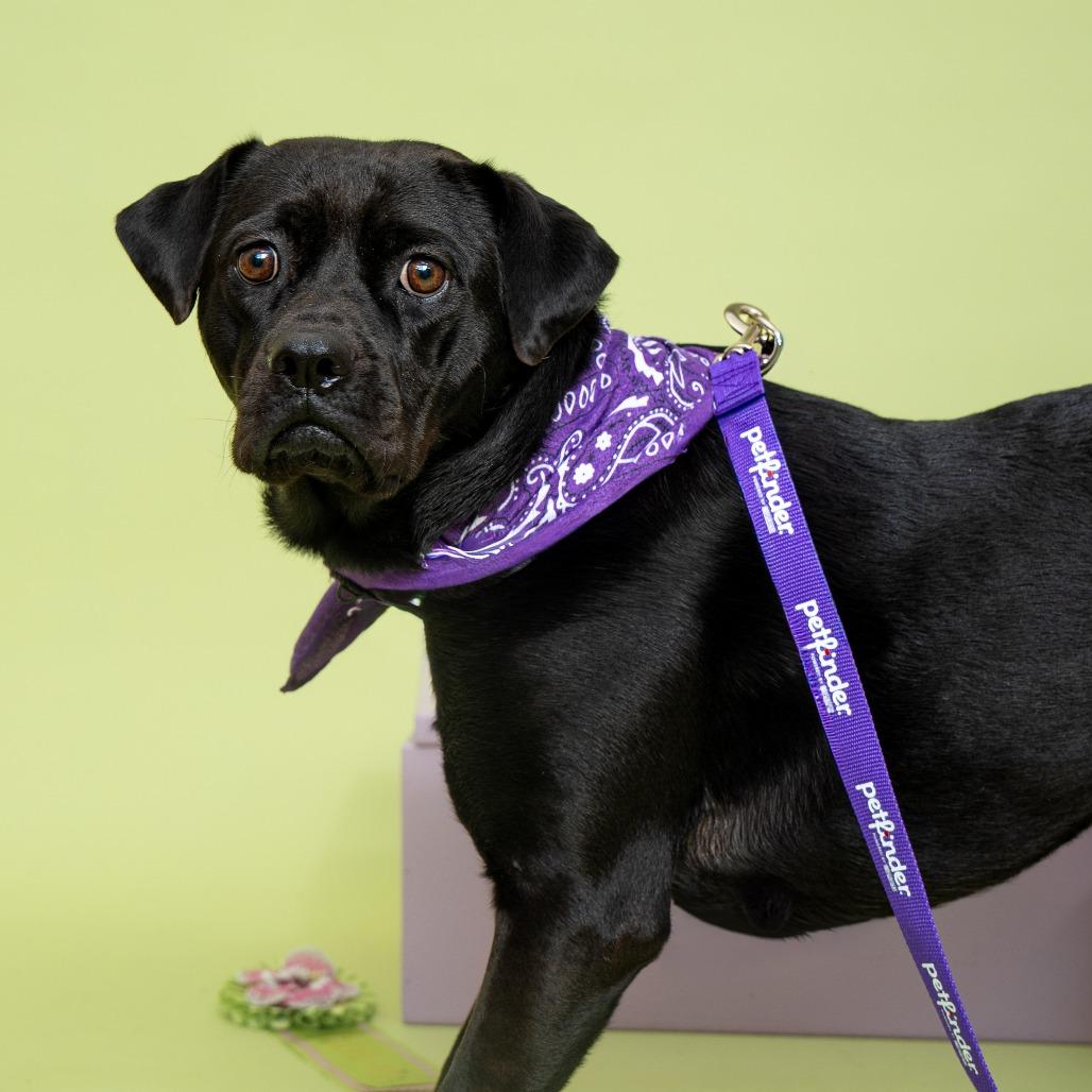 Enlarge Sailor Mercury, a Adoptable mixed breed in New York, NY image 2/4