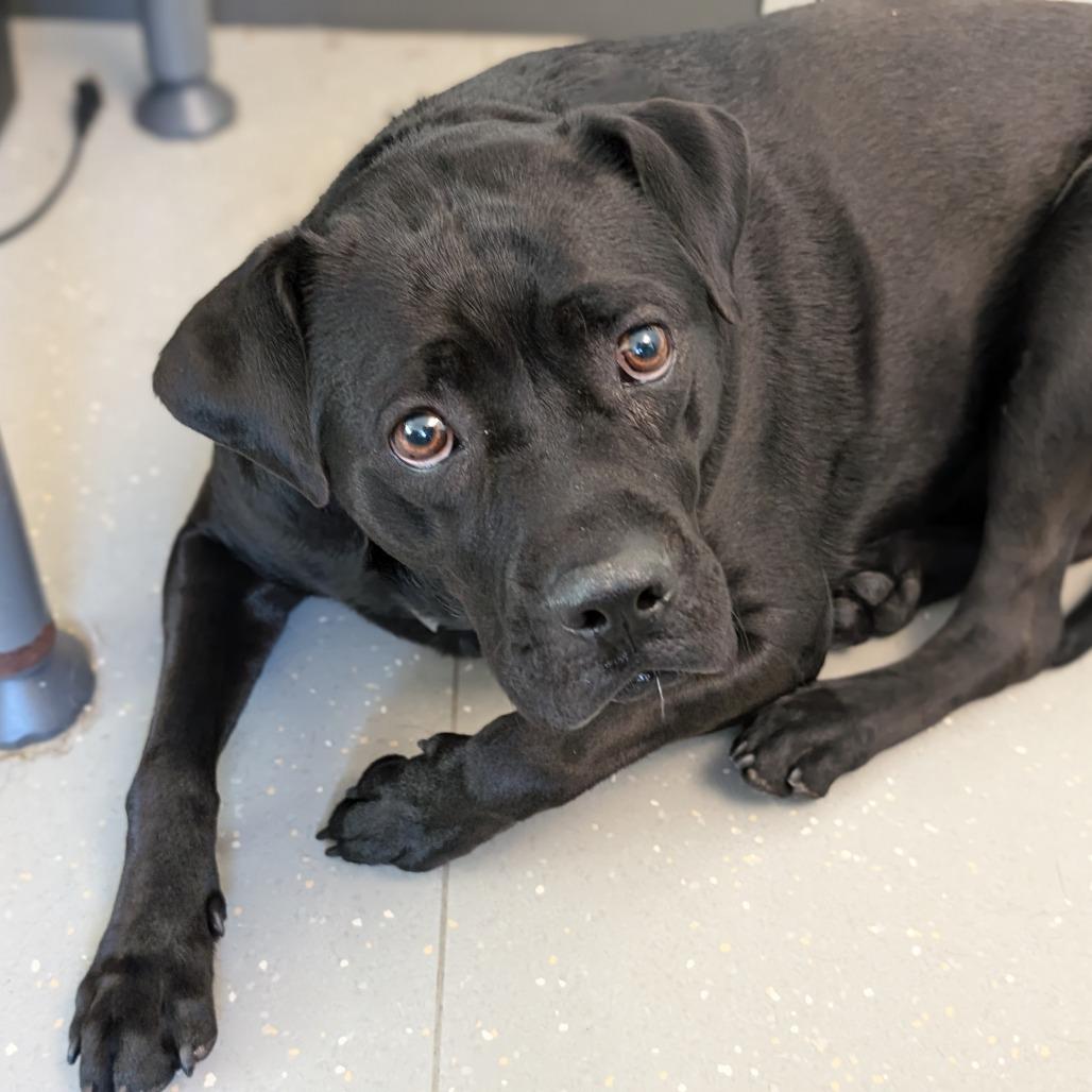 Enlarge Sailor Mercury, a Adoptable mixed breed in New York, NY image 3/4