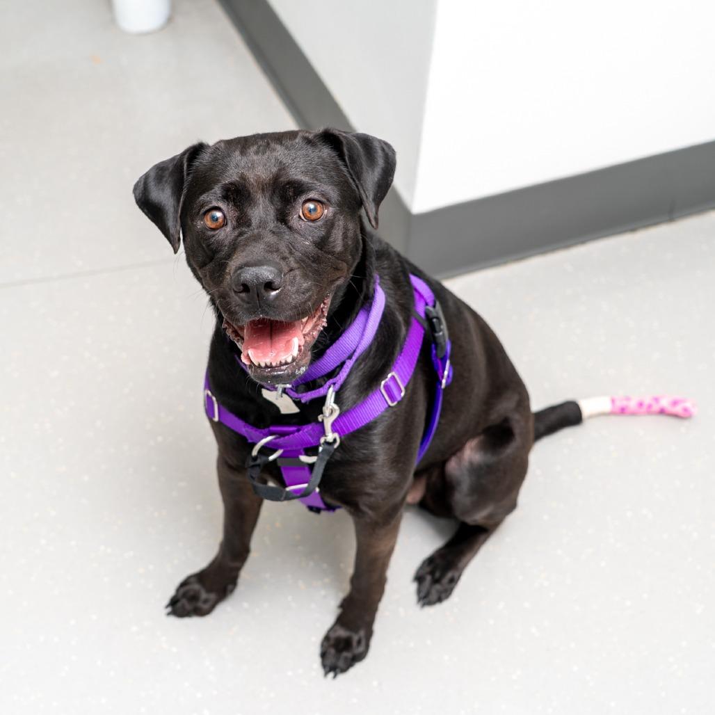 Enlarge Sailor Mercury, a Adoptable mixed breed in New York, NY image 4/4