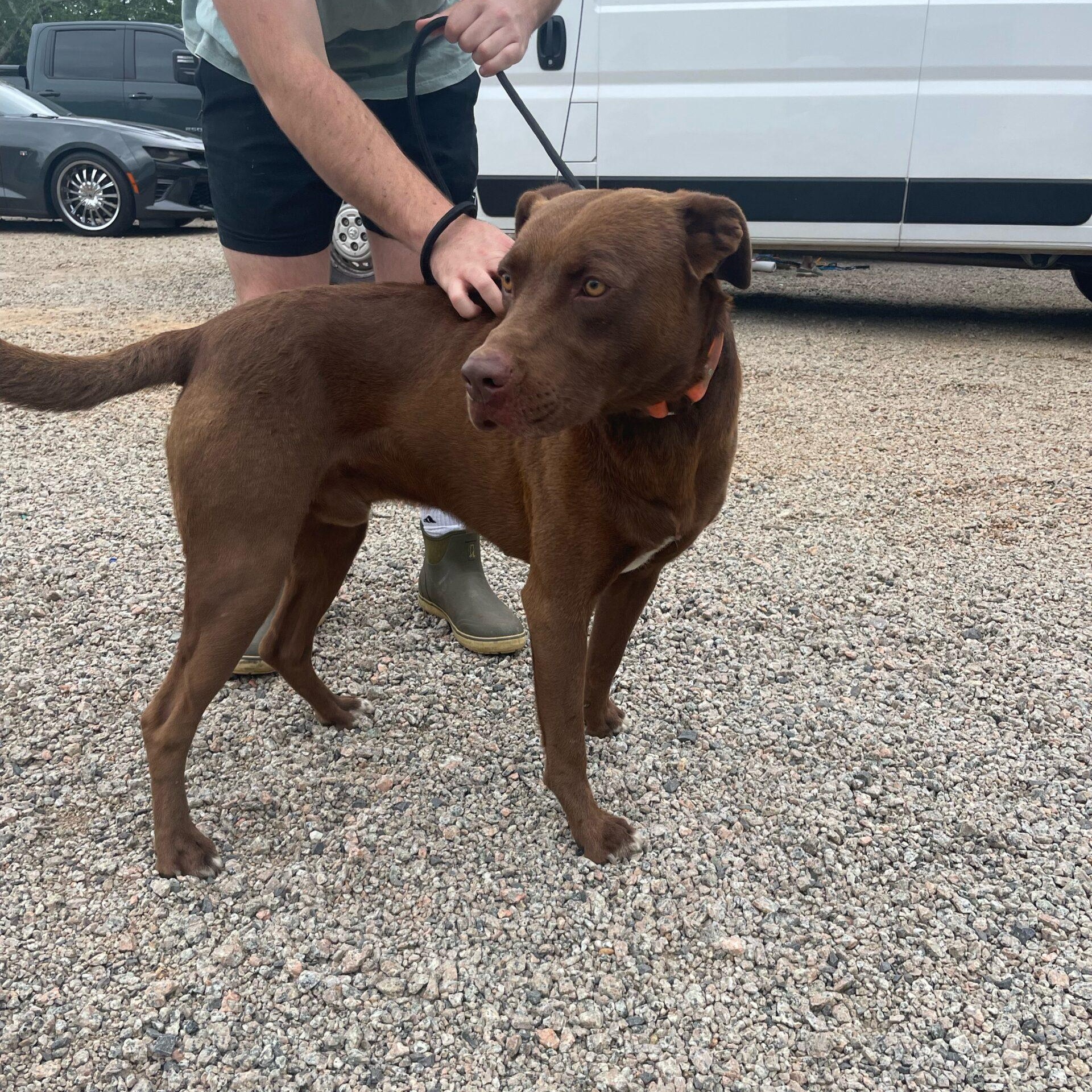 Ruger, Adoptable, Adult Male Labrador Retriever.
