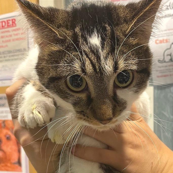 Bingo — thumbnail 3