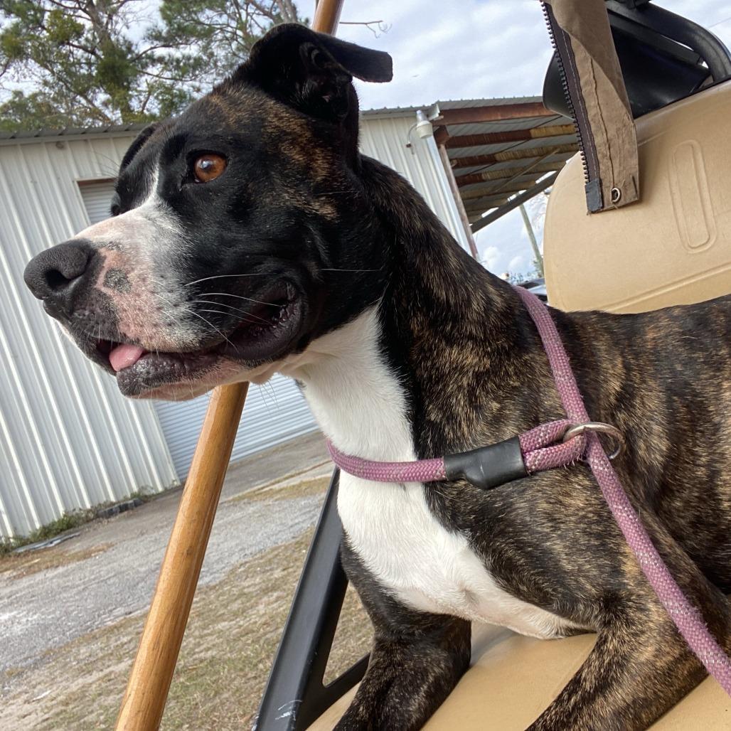 Enlarge Star, a Adoptable Mixed Breed in Hinesville, GA image 1/4