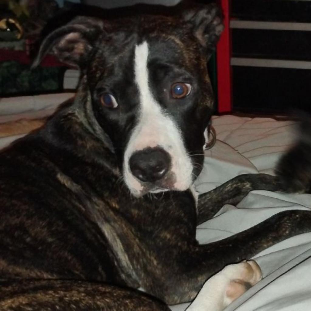 Enlarge Star, a Adoptable Mixed Breed in Hinesville, GA image 2/4