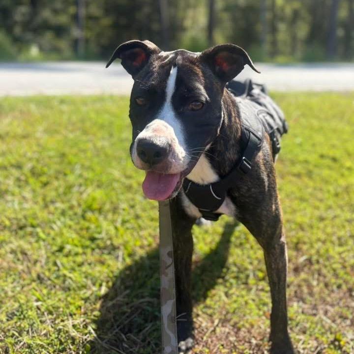 Enlarge Star, a Adoptable Mixed Breed in Hinesville, GA image 4/4