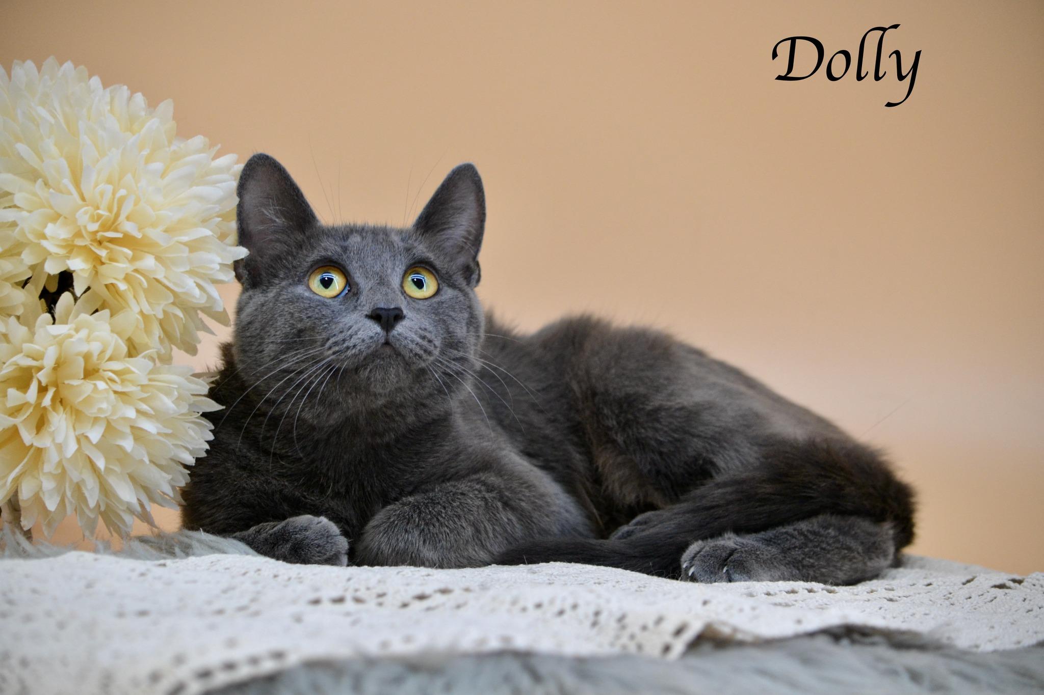 Dolly