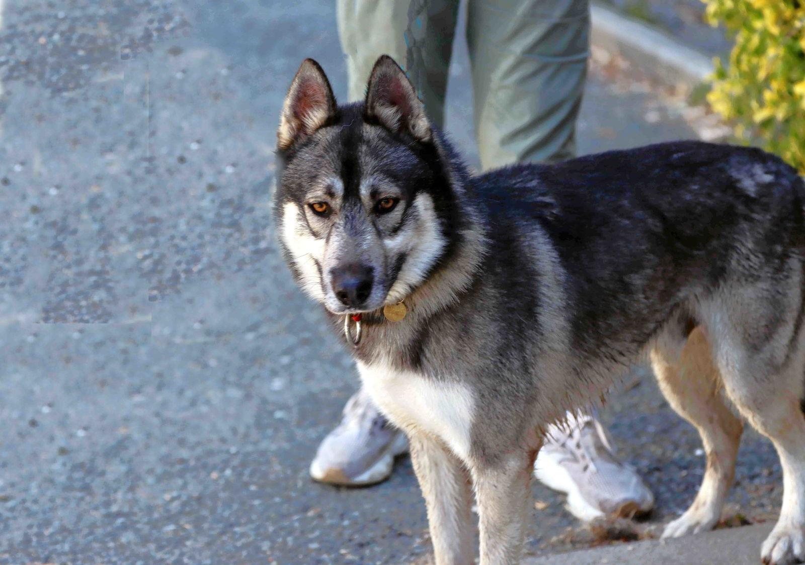 Holden, Adoptable, Adult Male Siberian Husky & German Shepherd Dog.