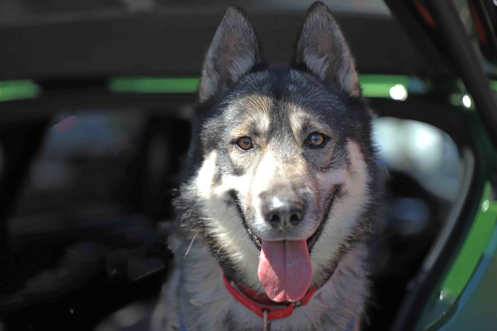 Enlarge Holden, a Adoptable mixed breed in Walnut Creek, CA image 2/3