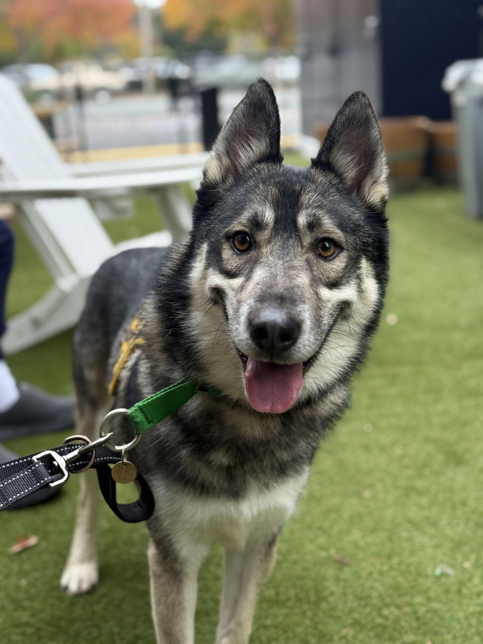 Enlarge Holden, a Adoptable mixed breed in Walnut Creek, CA image 3/3