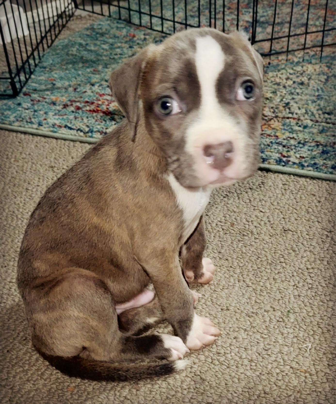 PJ, Adoptable, Puppy Male Boxer & Pit Bull Terrier.