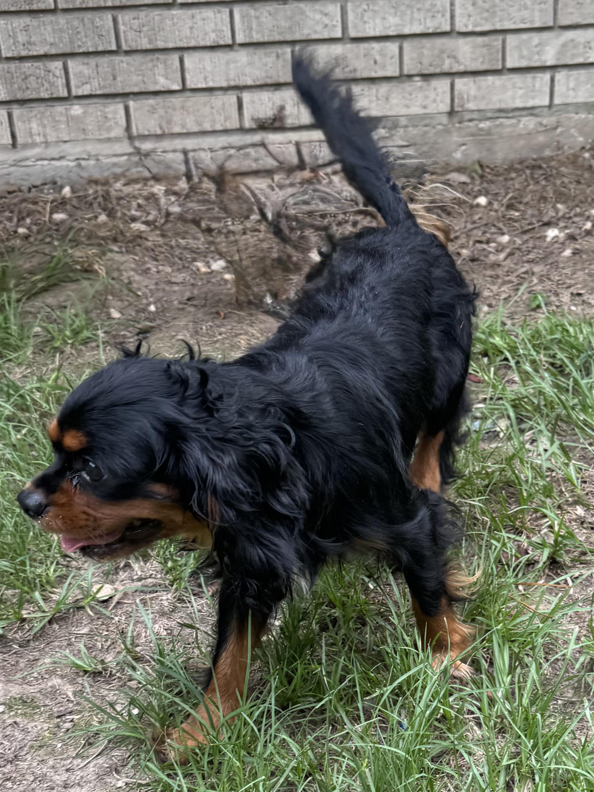Cannoli, an adopted Cavalier King Charles Spaniel in Baker, LA image 2/2