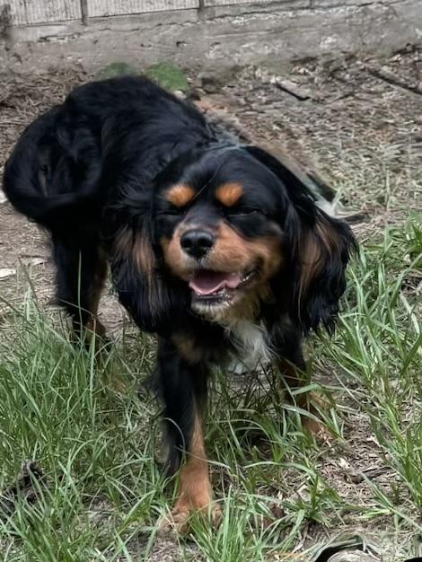Cannoli, adopted, Adult Male Cavalier King Charles Spaniel.