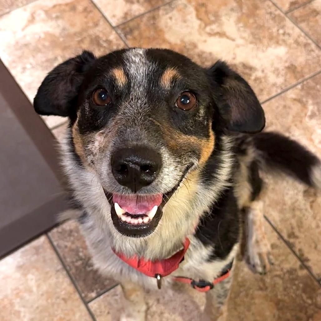 Enlarge Freckles, a Adoptable Australian Cattle Dog / Blue Heeler in Pagosa Springs, CO image 3/6