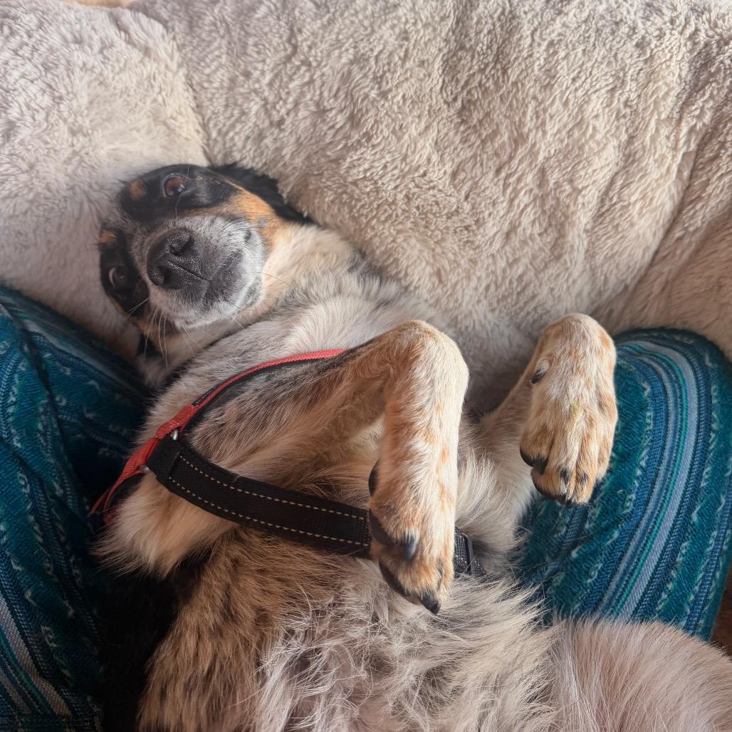 Freckles, a Adoptable Australian Cattle Dog / Blue Heeler in Pagosa Springs, CO image 4/6
