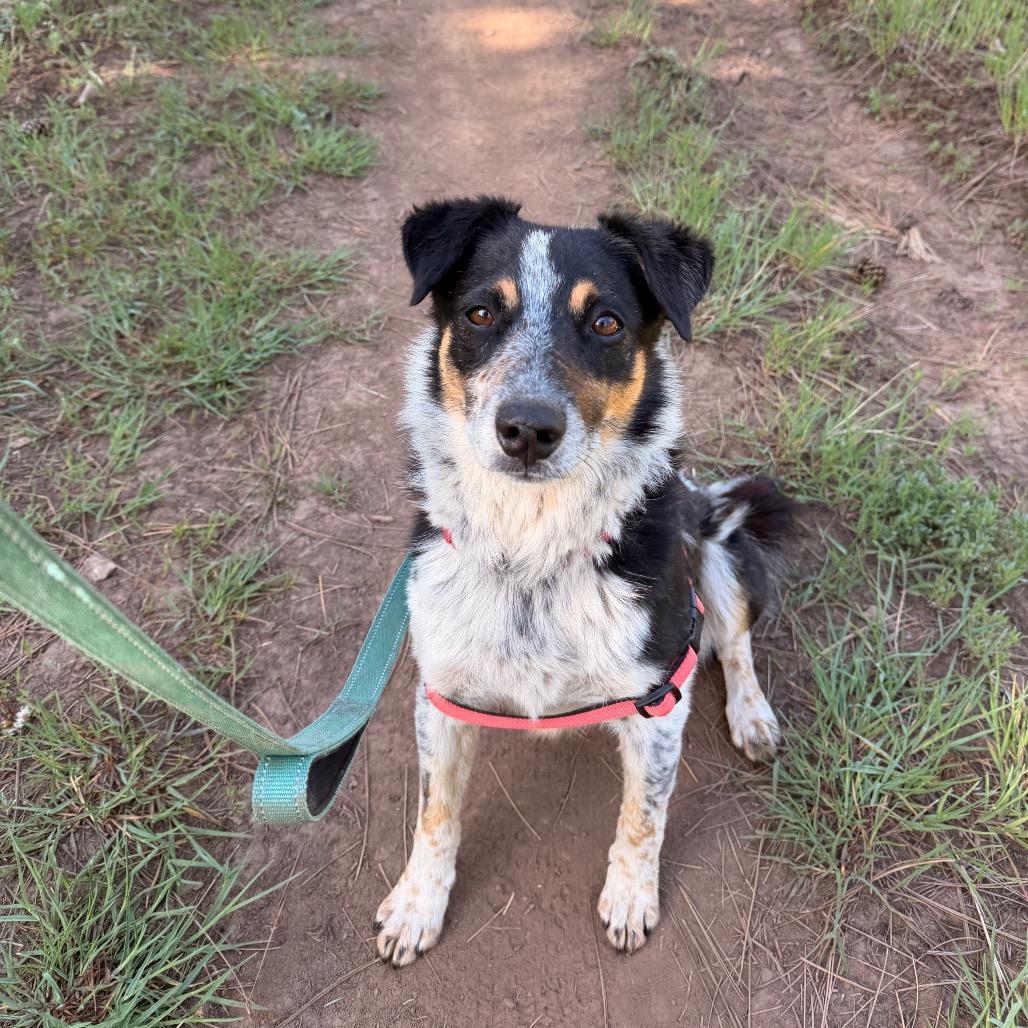Freckles, a Adoptable Australian Cattle Dog / Blue Heeler in Pagosa Springs, CO image 6/6