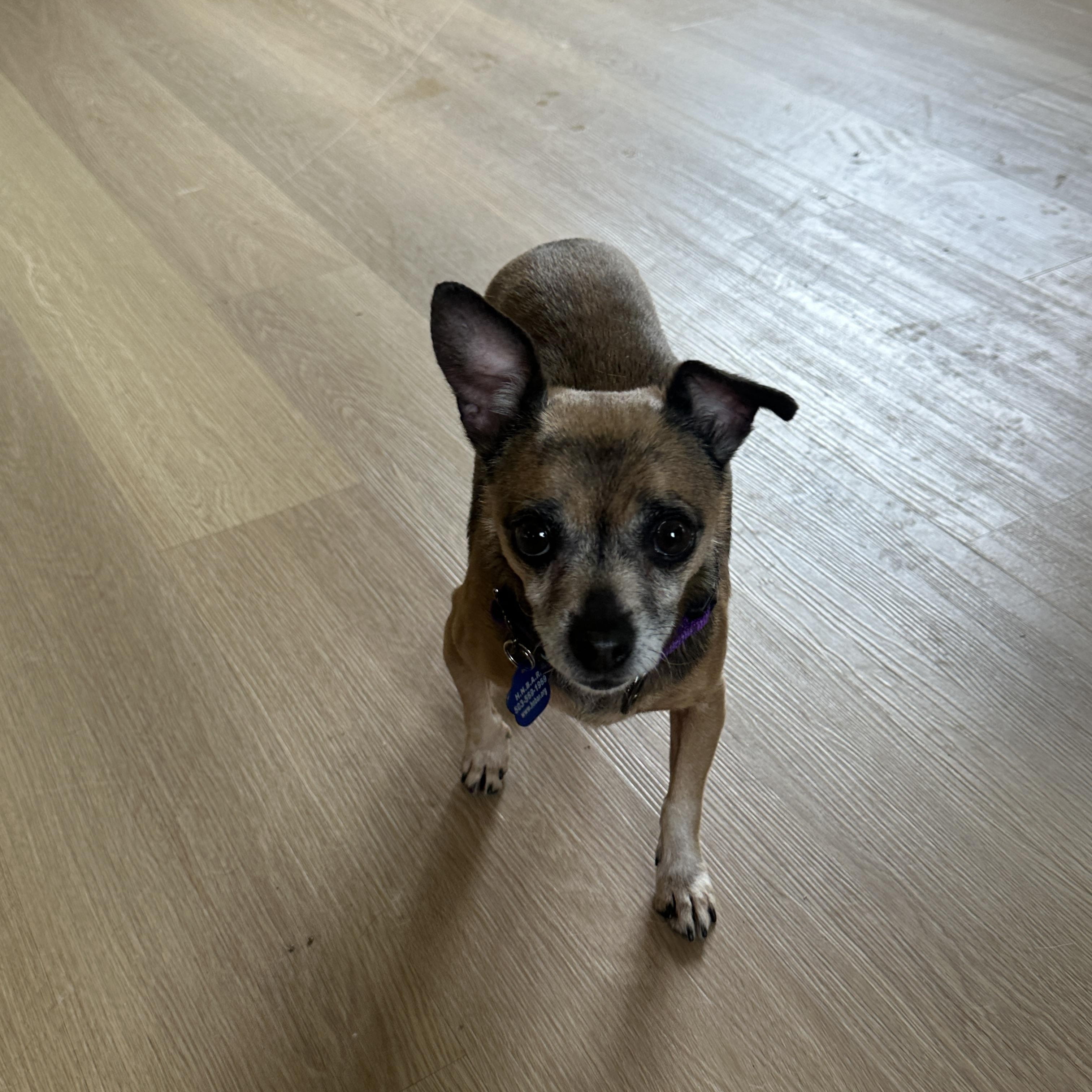 Sio, Adult Male Chihuahua