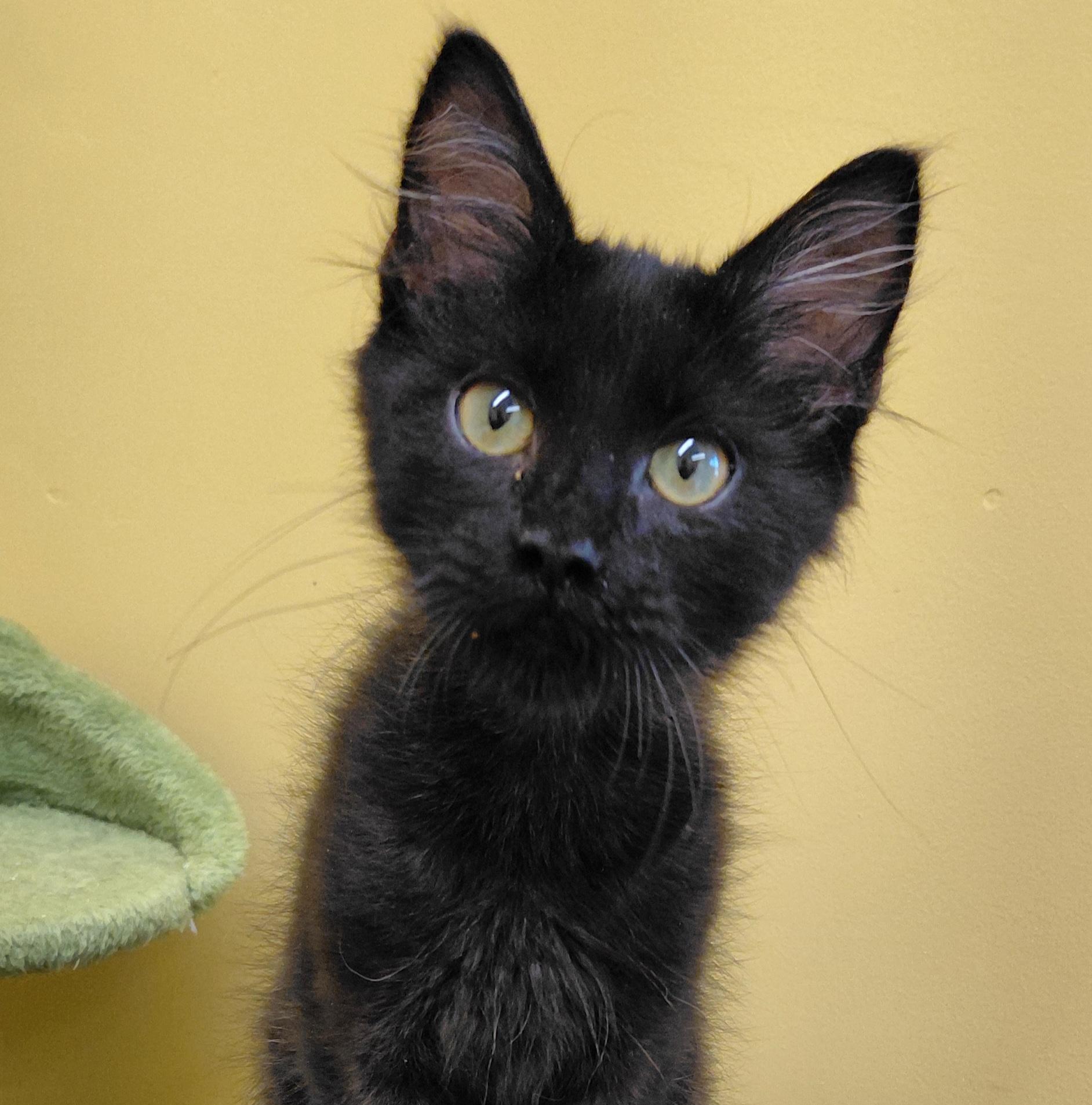 Espresso, Adoptable, Kitten Male Domestic Long Hair.
