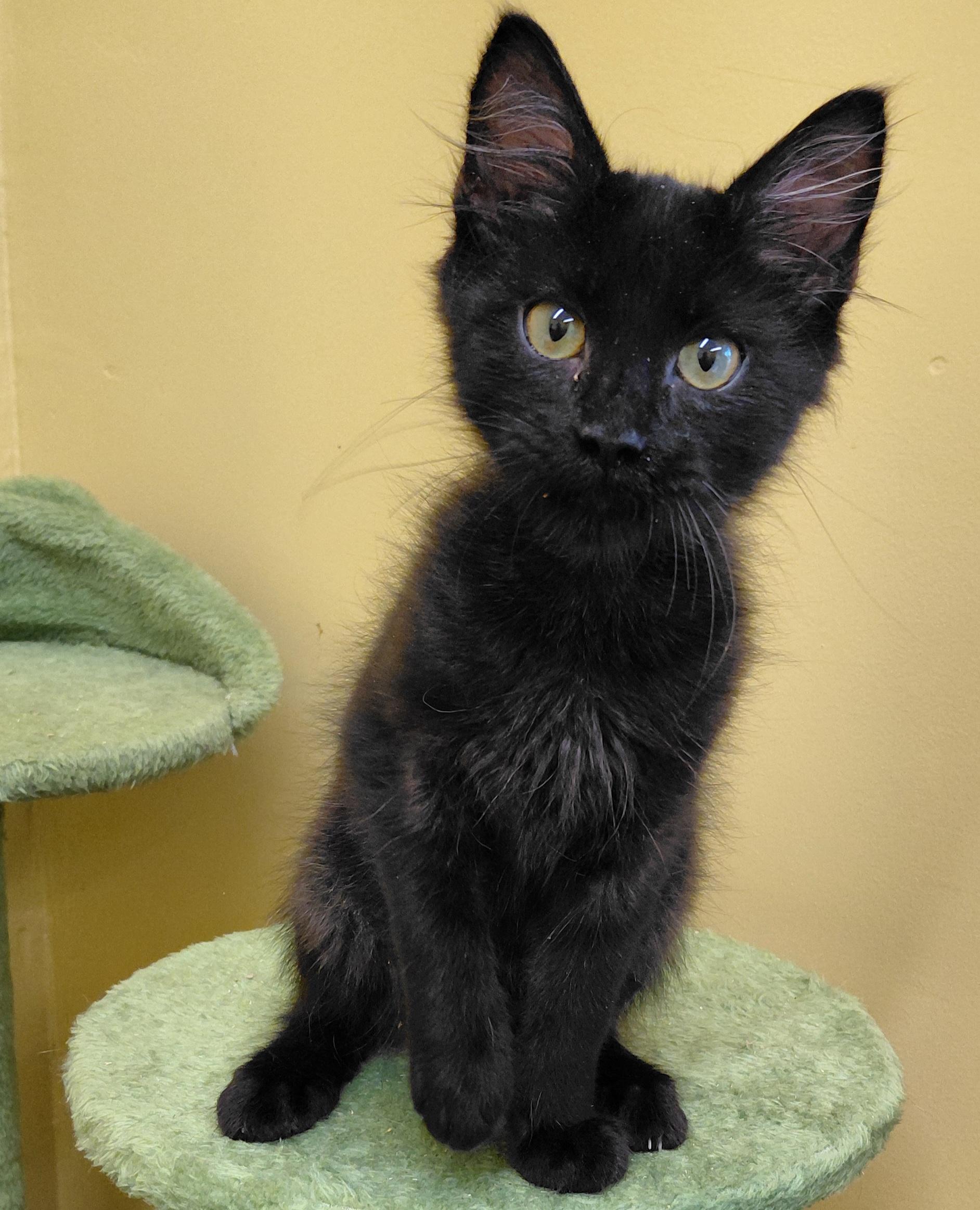 Enlarge Espresso, a Adoptable Domestic Long Hair in Eugene, OR image 2/2