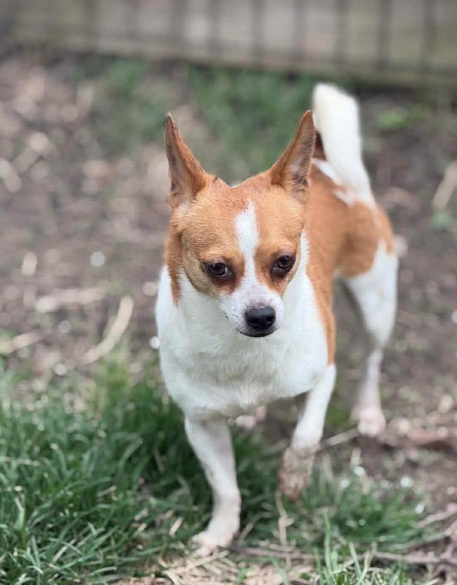 CeCe *FTA*, Adoptable, Adult Female Chihuahua.