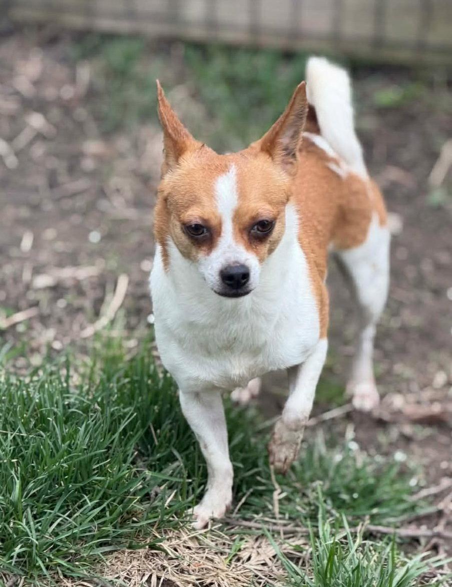 CeCe *FTA*, a Adoptable Chihuahua in Ashville, OH image 2/2