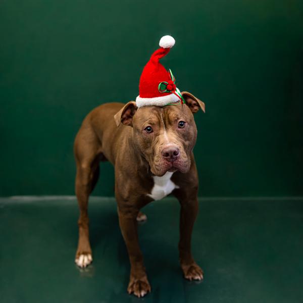 Pen 135 Chaz, Adoptable, Adult Male Pit Bull Terrier.