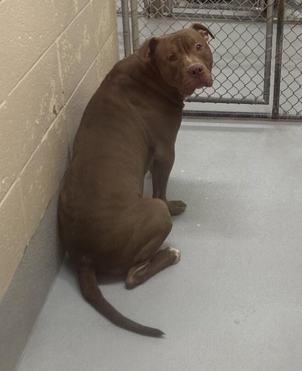 Pen 135 Chaz, a Adoptable mixed breed in Lawrenceville, GA image 2/3